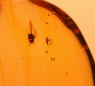 Water Bubble Enhydro,  Fly In Authentic Dominican Amber Fossil Gemstone