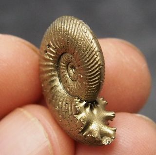 24mm Quenstedtoceras Pyrite Ammonite Fossils Fossilien Russia Golden