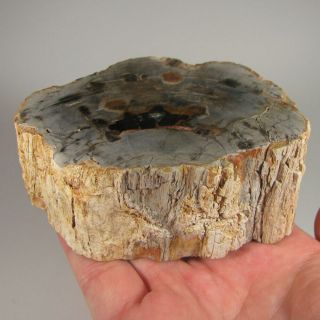 4.  3 " Polished Petrified Wood Branch Slab Fossil Standup - Madagascar - 1.  3 Lbs.