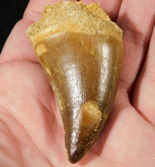 A Big Natural 100 Million Year Old Mosasaurus Tooth Fossil 57.  3gr
