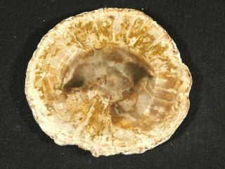 A Polished Petrified Cycad Fossil Or Fern Fossil Slab 85.  0gr