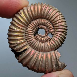 4,  3 Cm (1,  7 In) Ammonite Peltoceras Pyrite Jurassic Russia Fossil Ammonit