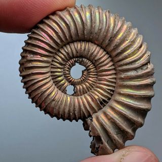 4,  3 cm (1,  7 in) Ammonite Peltoceras pyrite jurassic Russia fossil ammonit 2