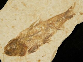 A Small 50 Million Year Old Fish Fossil From Wyoming 29.  0gr