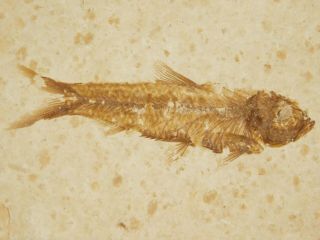 A Small 50 Million Year Old Fish Fossil From Wyoming 31.  8gr
