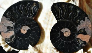 Rare 1n100 Black Ammonite Fossil Pair 32gm Deep Crystals Medium 50mm 2.  0 " N2873