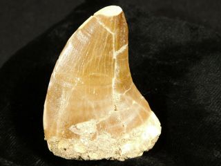 A Big Natural 100 Million Year Old Mosasaurus Tooth Fossil 46.  7gr