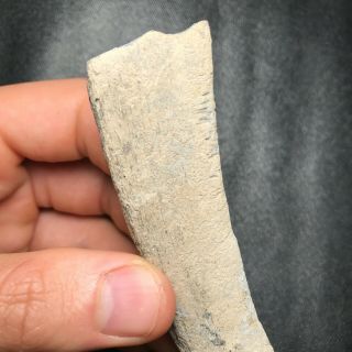 Rare 4.  15 " Shark Bitten Fossilized Whale Bone Shark Tooth Teeth Fossil Sharks
