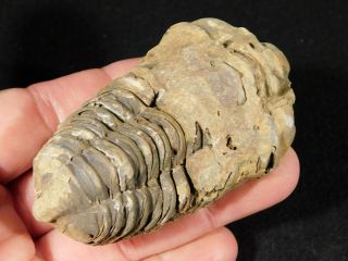 A Big Trilobite Fossil 113gr
