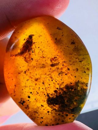 17.  7g 2 Big Roach Burmite Myanmar Amber Insect Fossil Dinosaur Age