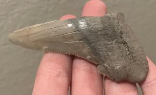 Lee Creek Auriculatus Tooth Megalodon Relative Fossil Shark Tooth Nc