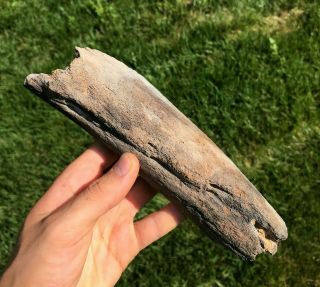Large And Solid 7.  9 " Fossilized Whale Bone Knife Rare Megalodon Sharks Shark
