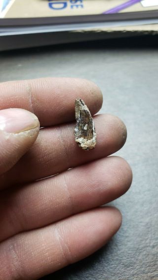 Abelisaur Tooth From Africa
