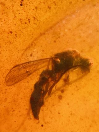 4.  5g Hymenoptera Wasp Bee Burmite Myanmar Burma Amber Insect Fossil Dinosaur Age