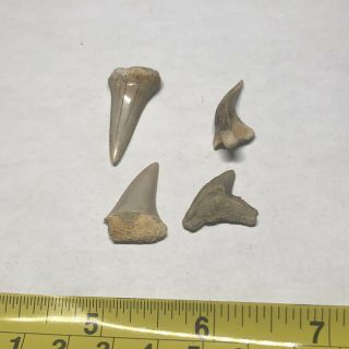 4 Miocene Shark Teeth From Austria Wolf Family.  Coll.