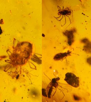 2 Tick&stinkbug&fly Burmite Myanmar Burmese Amber Insect Fossil Dinosaur Age