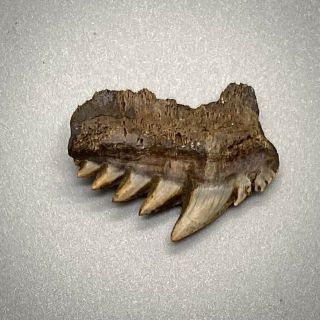 0.  94 " Fossil Extinct Sevengill Cow Shark Tooth - Eastern Virginia