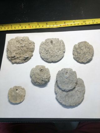 7 Pliocene Fossil Sand Dollars From Liberty County,  Florida