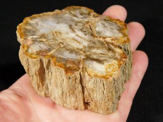 Perfect Bark On This Polished Petrified Wood Fossil 336gr
