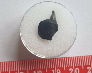 ULTRA RARE Fossil Cow Shark Tooth - Notorynchus - 1.  4cm BELGIUM 2