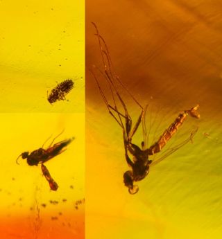 Unknown Bug&mosquito Fly Burmite Myanmar Burma Amber Insect Fossil Dinosaur Age