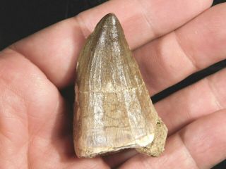 A Big 100 Million Year Old Mosasaurus Tooth Fossil 25.  5gr