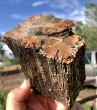 ☘️rr⚒: Top Quality Arizona Rainbow Petrified Wood,  1 Lb 11 Oz