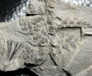 Very Rare Carboniferous Fossil Plant - Sphenopteris Sp