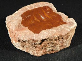 Petrified Wood Fossil Polished 344gr