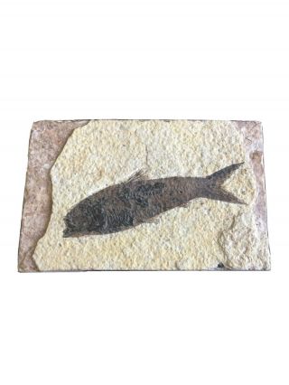 Authentic Ancient Fish Fossil 4 - 1/8 Inches Long