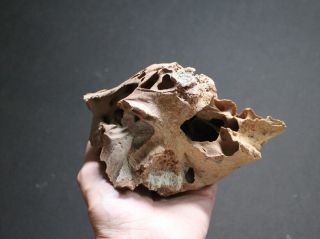 Fossil Woolly Mammoth Skull Section Primigenius Pleistocene Germany Ice Age