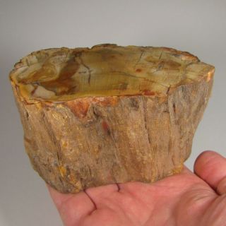 4.  7 " Polished Petrified Wood Branch Slab Fossil Standup - Madagascar - 1.  9 Lbs.