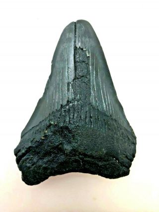 Ancient Megalodon Shark Tooth - 23/3.  6 Million Years Old - Mta