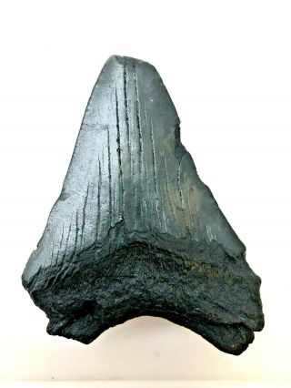 Ancient Megalodon Shark Tooth - 23/3.  6 Million Years Old - MTA 2