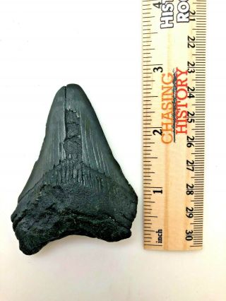 Ancient Megalodon Shark Tooth - 23/3.  6 Million Years Old - MTA 3