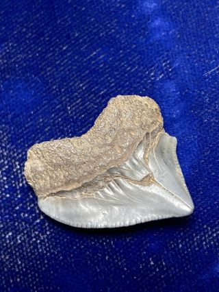 Squalicorax Pristodontus Fossil Cretaceous Crow Shark Tooth Nc