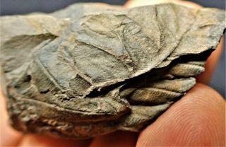 Detailed Carboniferous Cycad Plant Fossil Writhlington Uk Plants Minerals Rocks