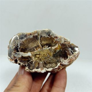 2.  5 " Peculiar Petrified Wood Branch Fossil Agate Stand Madagascar Y1321