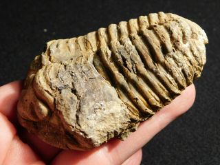 A Big Devonian Era Flexicalymene Sp.  Trilobite Fossil Morocco 140gr