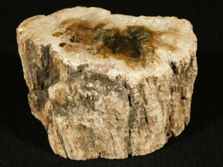 Petrified Wood Fossil Polished 353gr