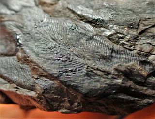 Detailed Carboniferous Macroneuropteris Plant Fossil Writhlington Minerals Rocks