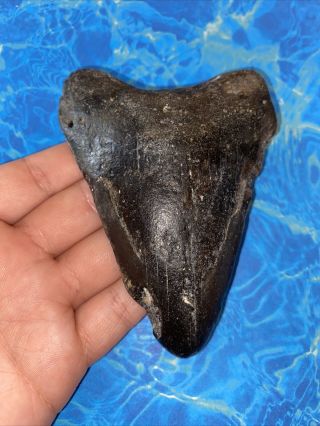Megalodon Shark Tooth 4.  49” Huge Teeth Big Meg Scuba Diver Direct Fossil 3406