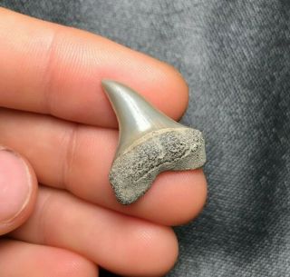 Sharp 0.  96 " Lee Creek Aurora Mako Shark Tooth Teeth Fossil Sharks Necklace Jaws