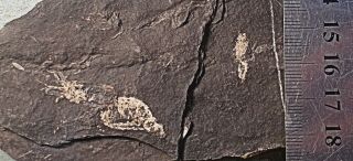 Rare Complete Shrimps Teallioceras Sp; Lower Carboniferous,  Edinburgh,  Uk