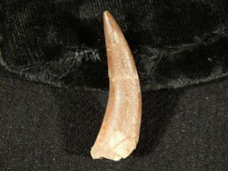 A 80 Million Year Old Dinosaur Era Zarafasaura Tooth Fossil 7.  2gr