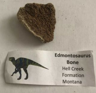 Edmontosaurus Bone Fossil - Hell Creek Montana - Cretaceous - Dinosaur 39 Ft.  4 Tons