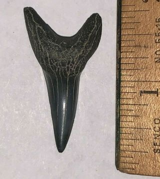Large Fossil Mako Shark Tooth 1.  5,  Inches Isurus Oxyrinchus Megalodon Era