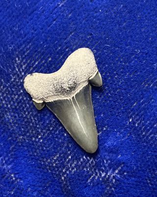Cretalamna Appendiculata Fossil Cretaceous Shark Tooth Big Brook Nj