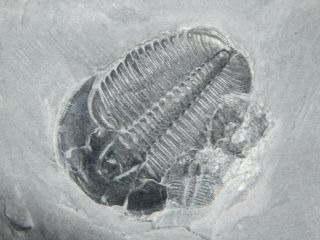 A Natural 510 Million Year Old Elrathia Trilobite Fossil Utah 97.  8gr C