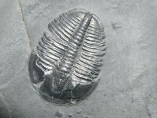 A Natural 510 Million Year Old Elrathia Trilobite Fossil Utah 95.  7gr C